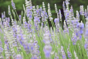 Read more about the article Find Local Chattanooga Lavender at Lookout Lavender