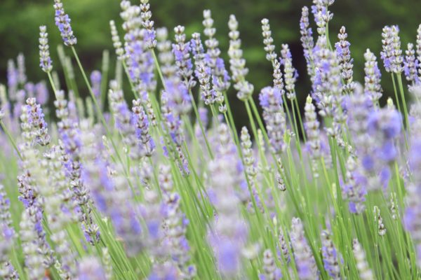 lookout lavender farm