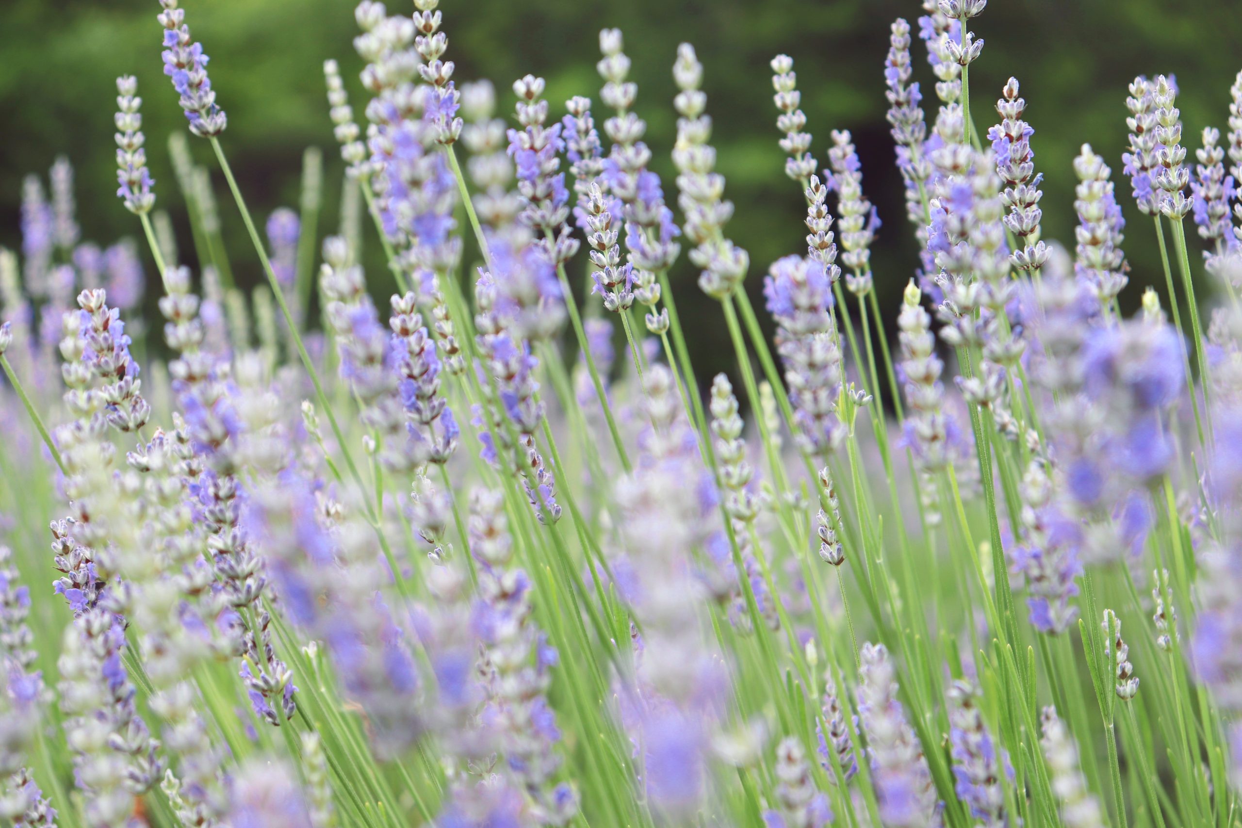 Find Local Chattanooga Lavender at Lookout Lavender