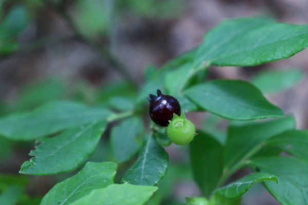 wild tennessee blueberries