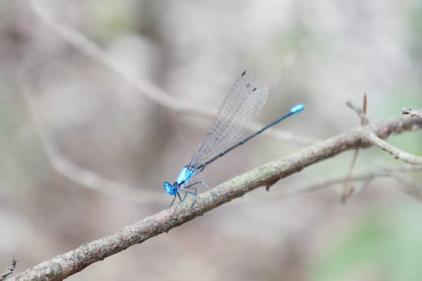 tennessee dragonfly