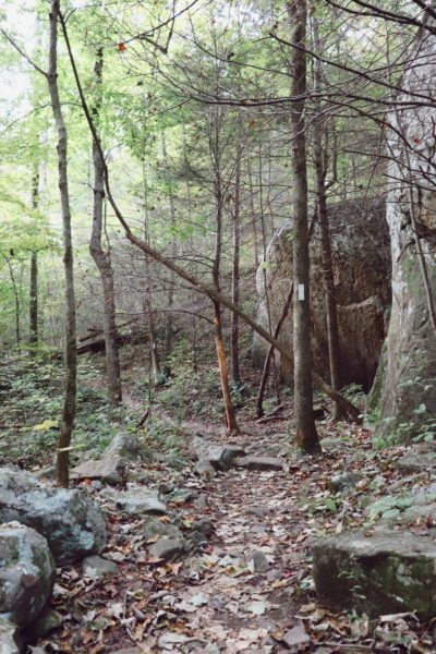 laurel falls trail