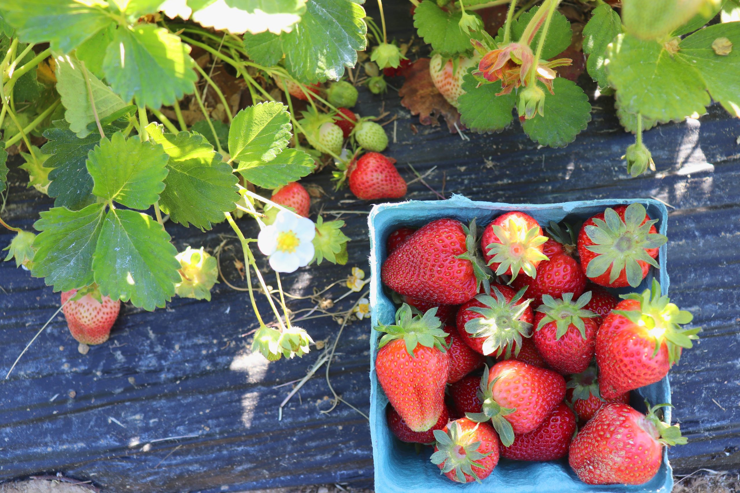 Enjoy Strawberry Picking at Lorenzen Family Farm
