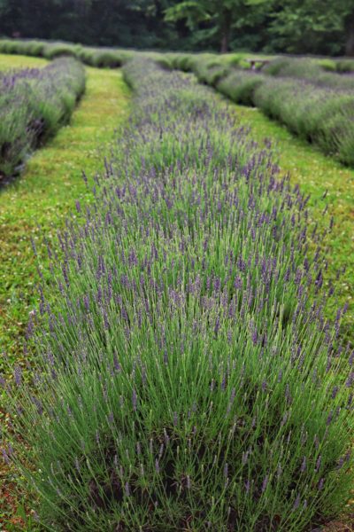 lavender farm