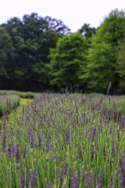 chattanooga lavender
