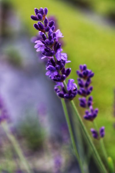 chattanooga lavender
