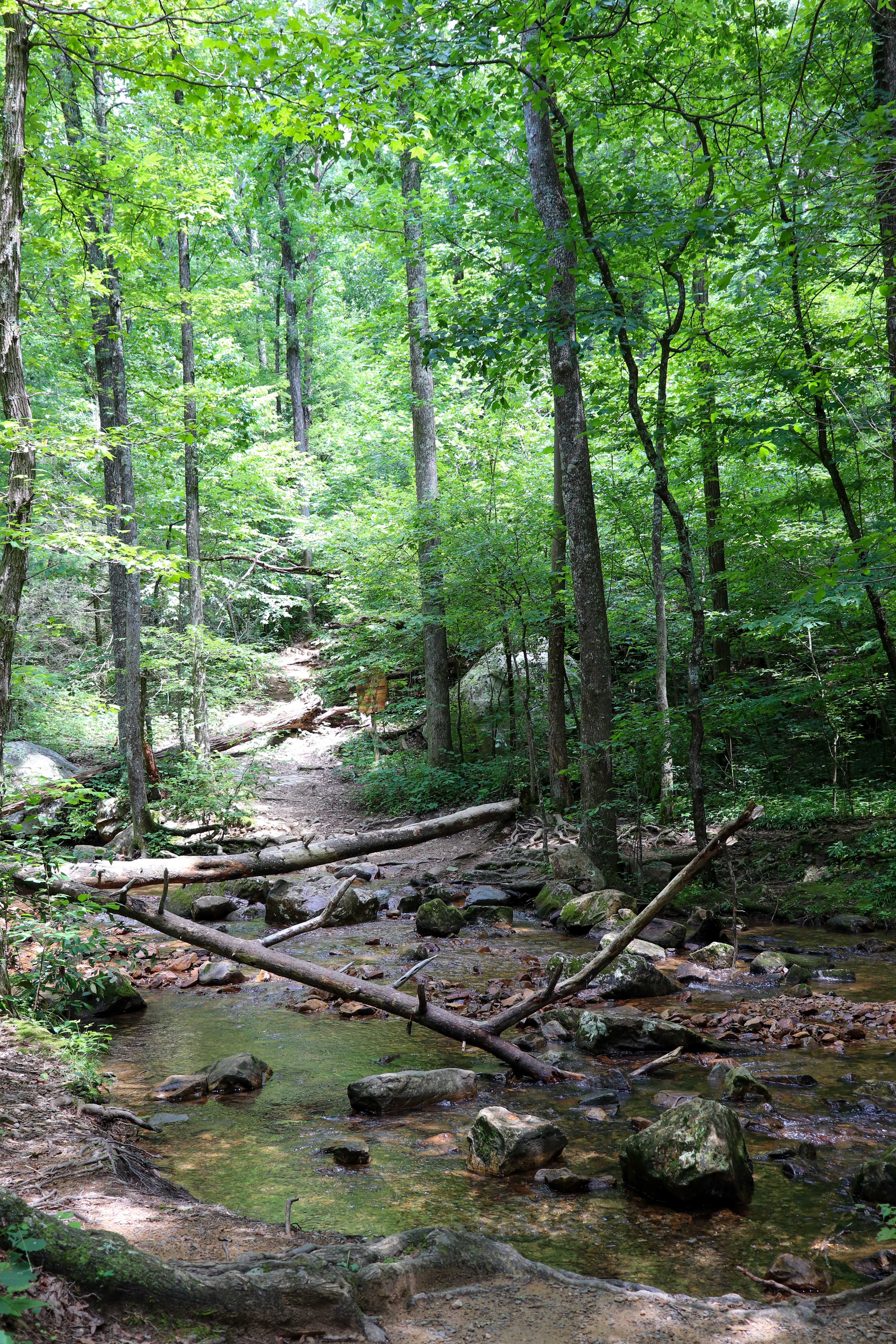 overlooking gee creek in a calm section with the trail in the distance