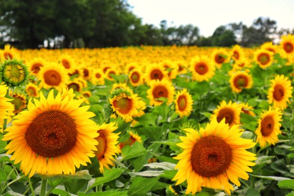 chattanooga sunflowers