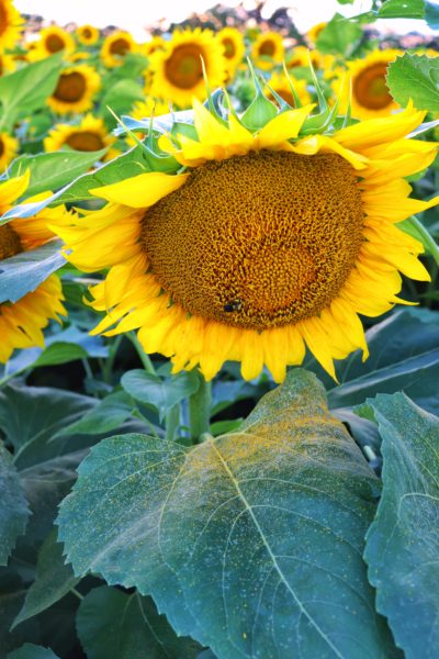 sunflower pollen