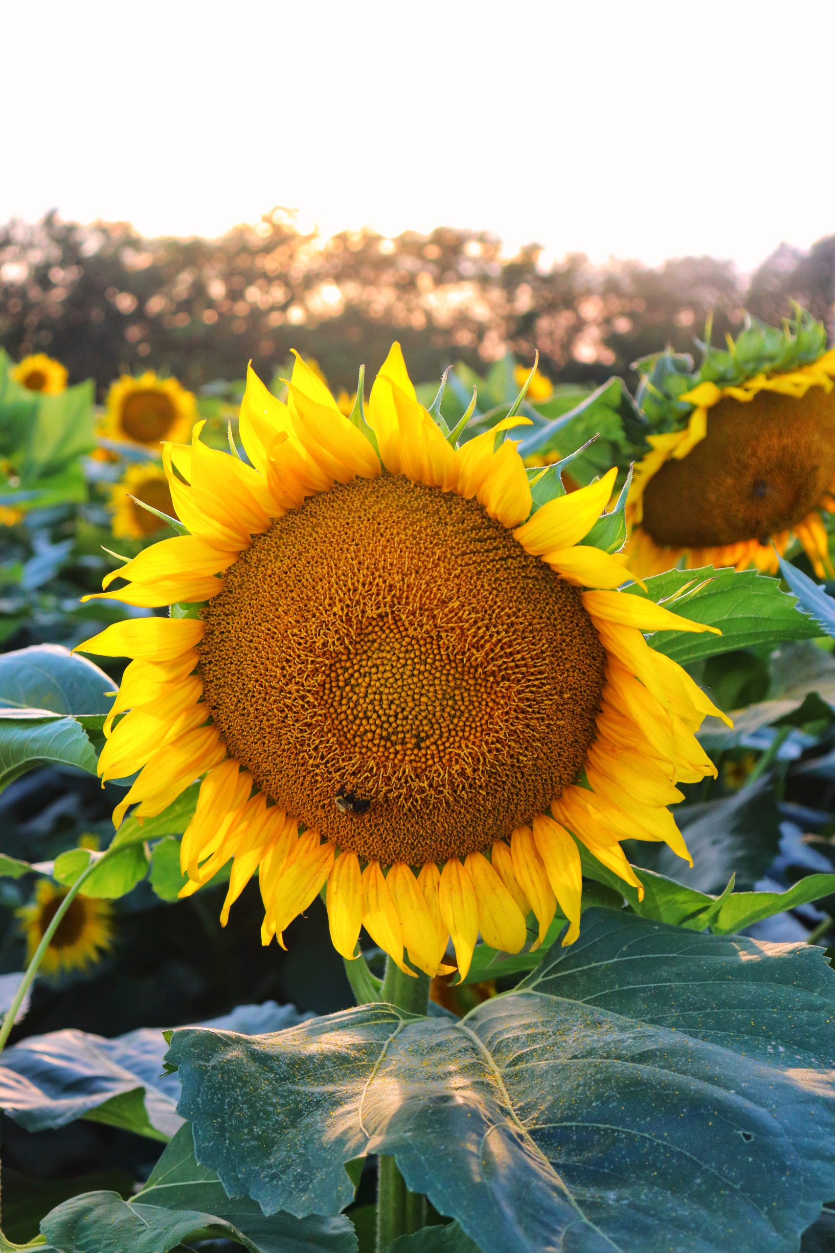 Smith Perry Berries and Sunflower Fields