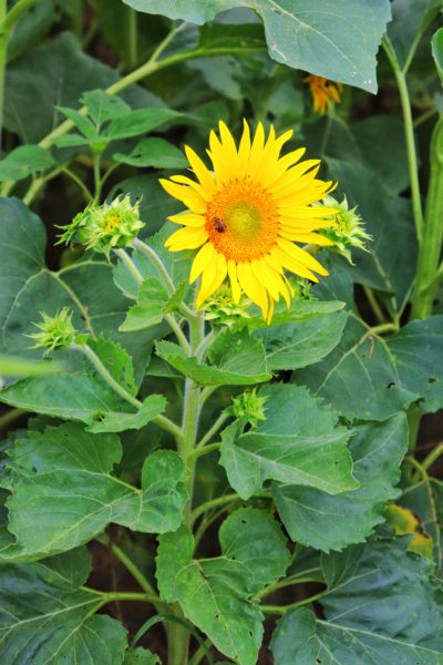 small sunflower