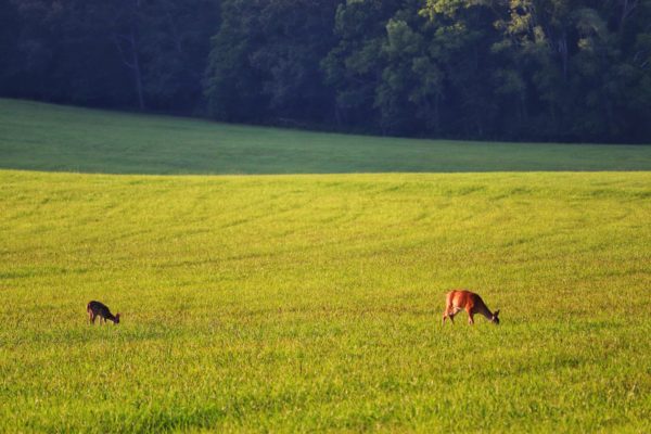 chickamauga battlefield deer