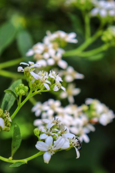 white blossoms