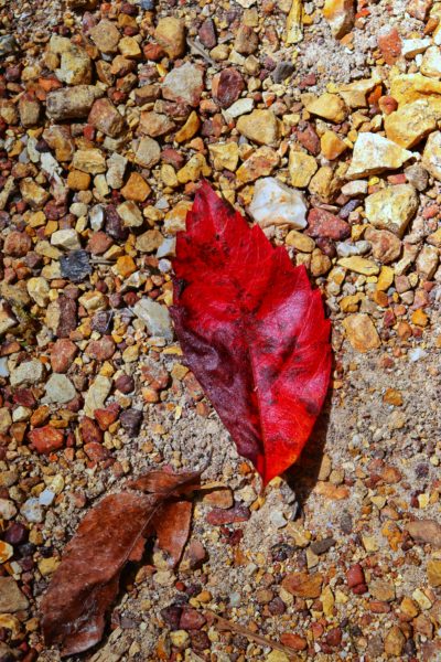 first fall leaf