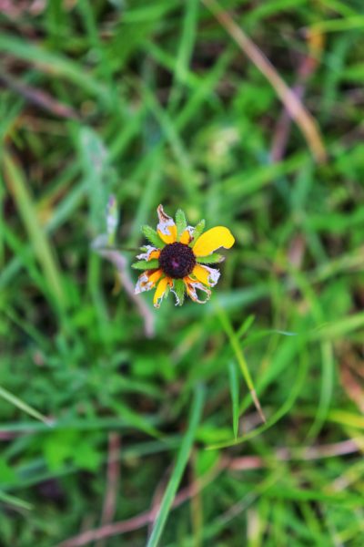 dying flower