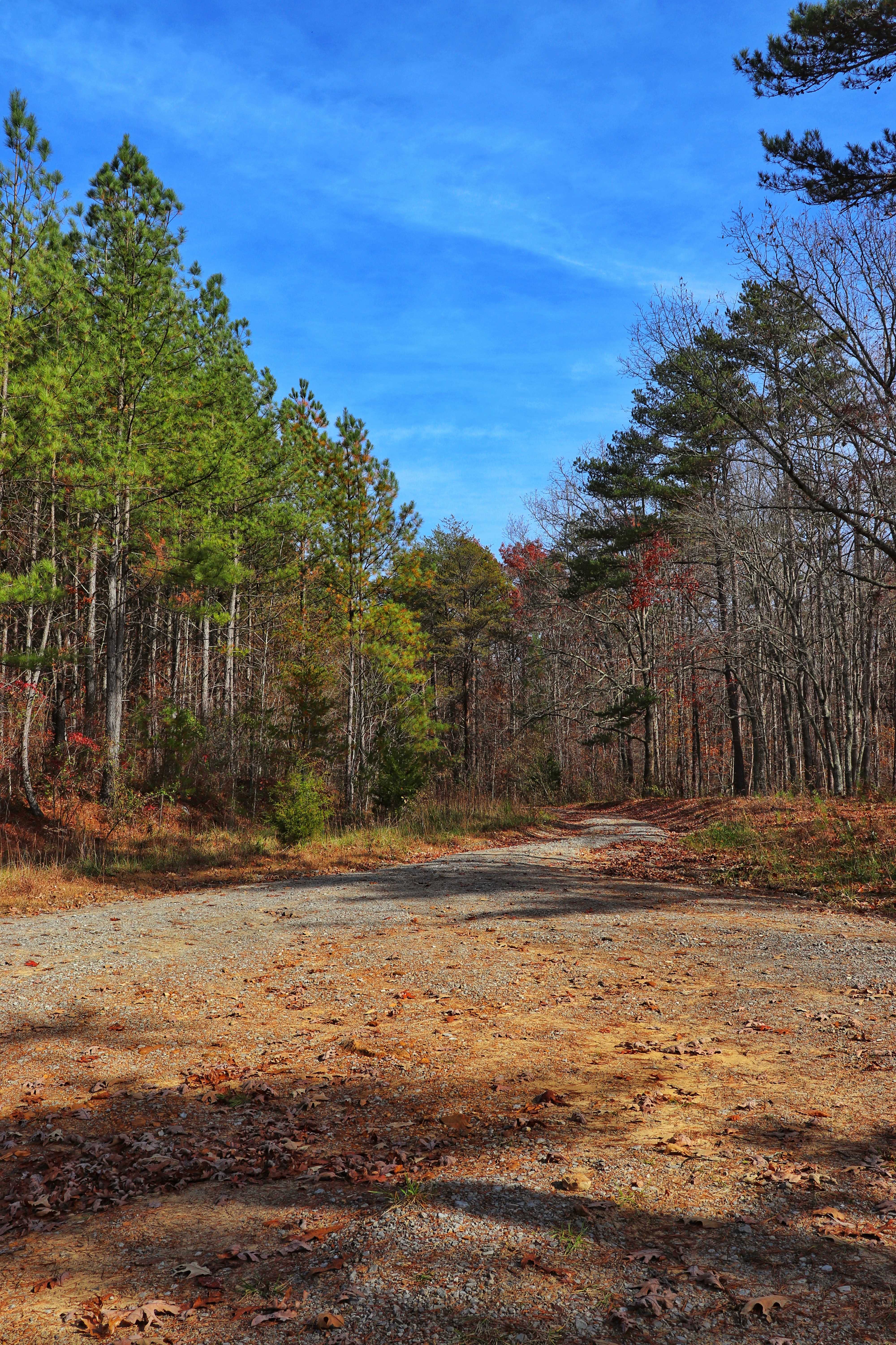 Newby Branch Trailhead has camping areas