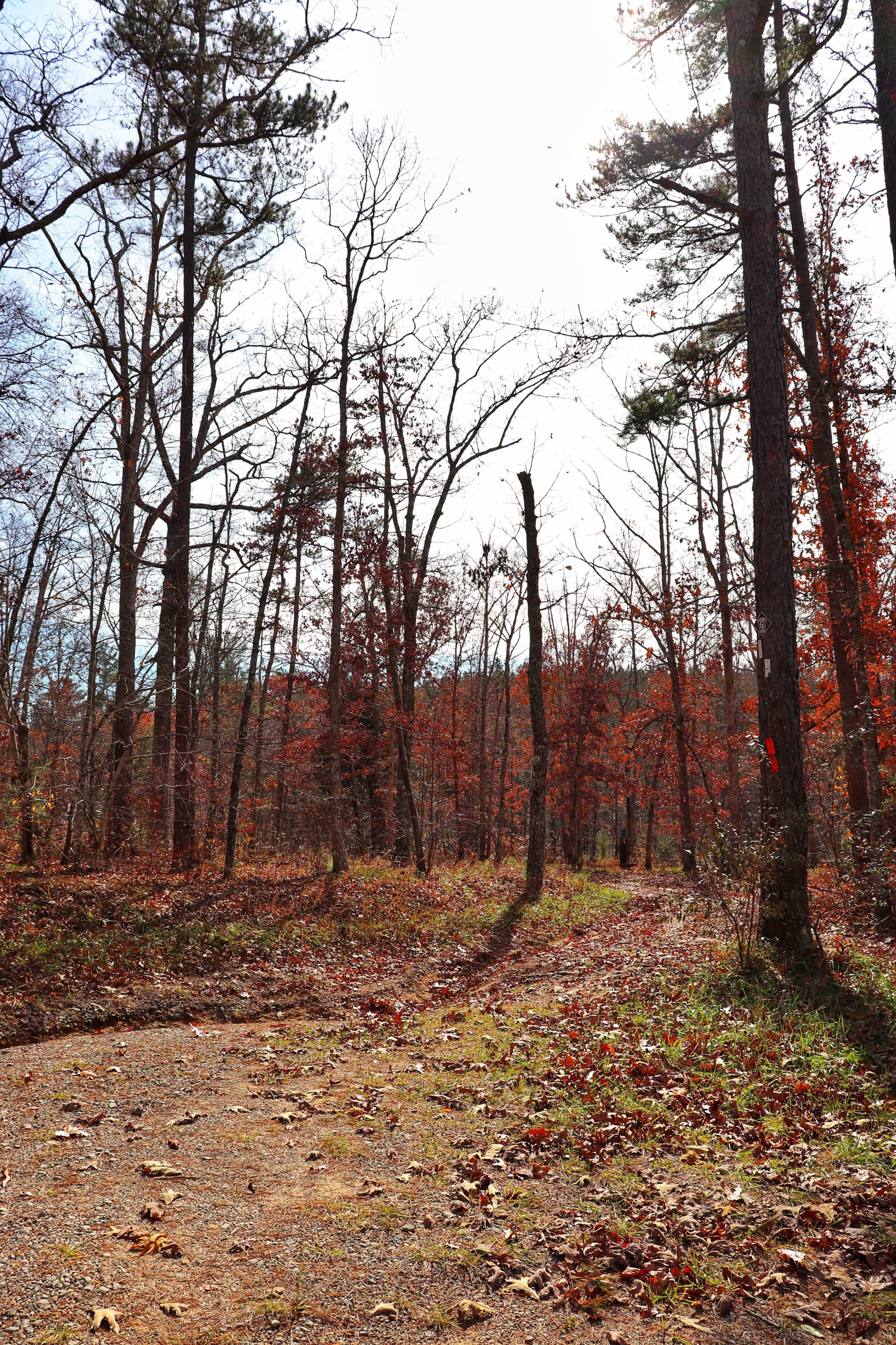 dirt road to get to Newby Branch Trailhead is not for all vehicles