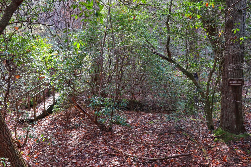 Beginning of hiking trail from Newby Branch Trailhead