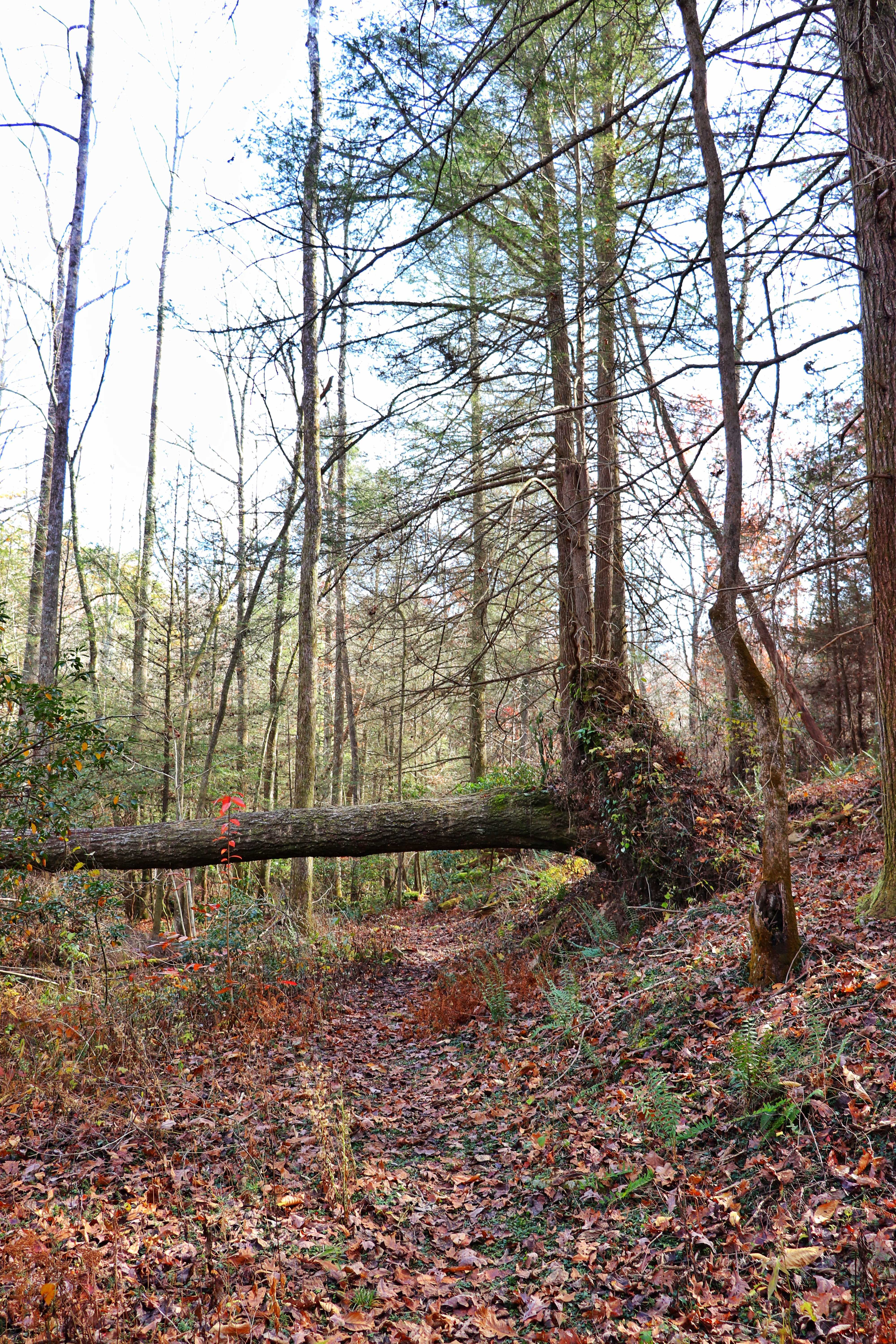 fallen tree on newby branch hike