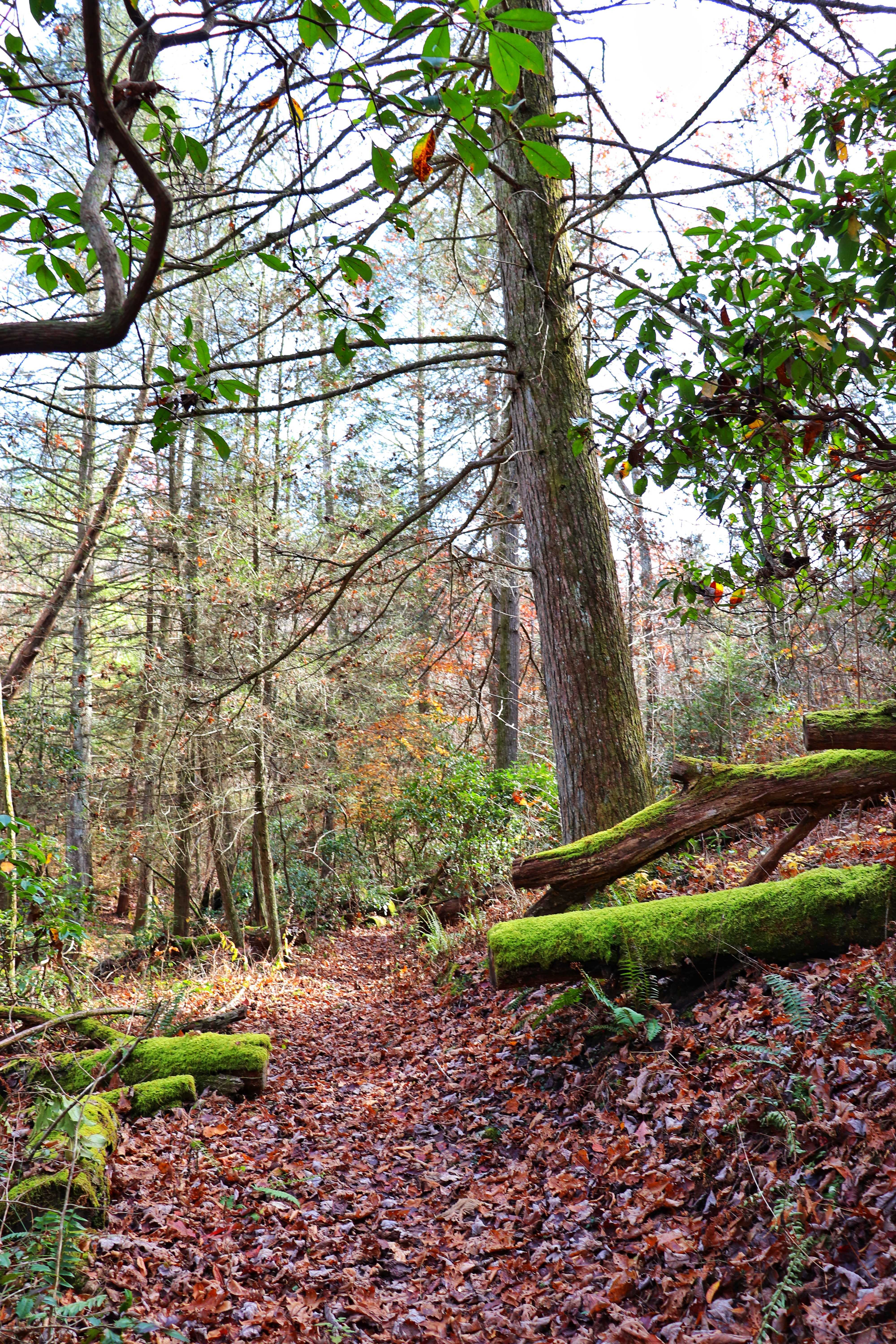 old mossy tree that was fallen on the Cumberland Trail and is now cut out of the way