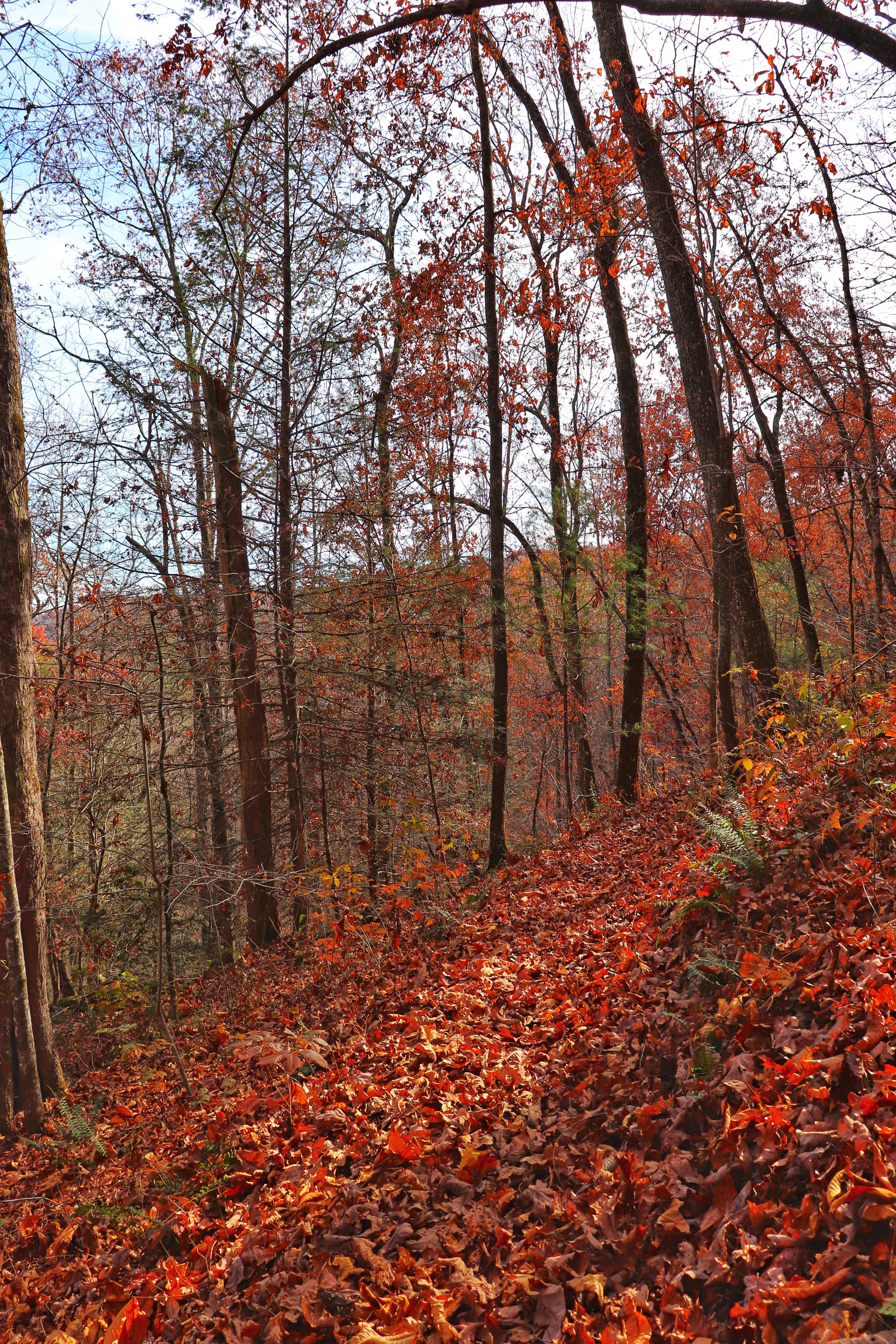 Cumberland Trail from Newby Branch trailhead