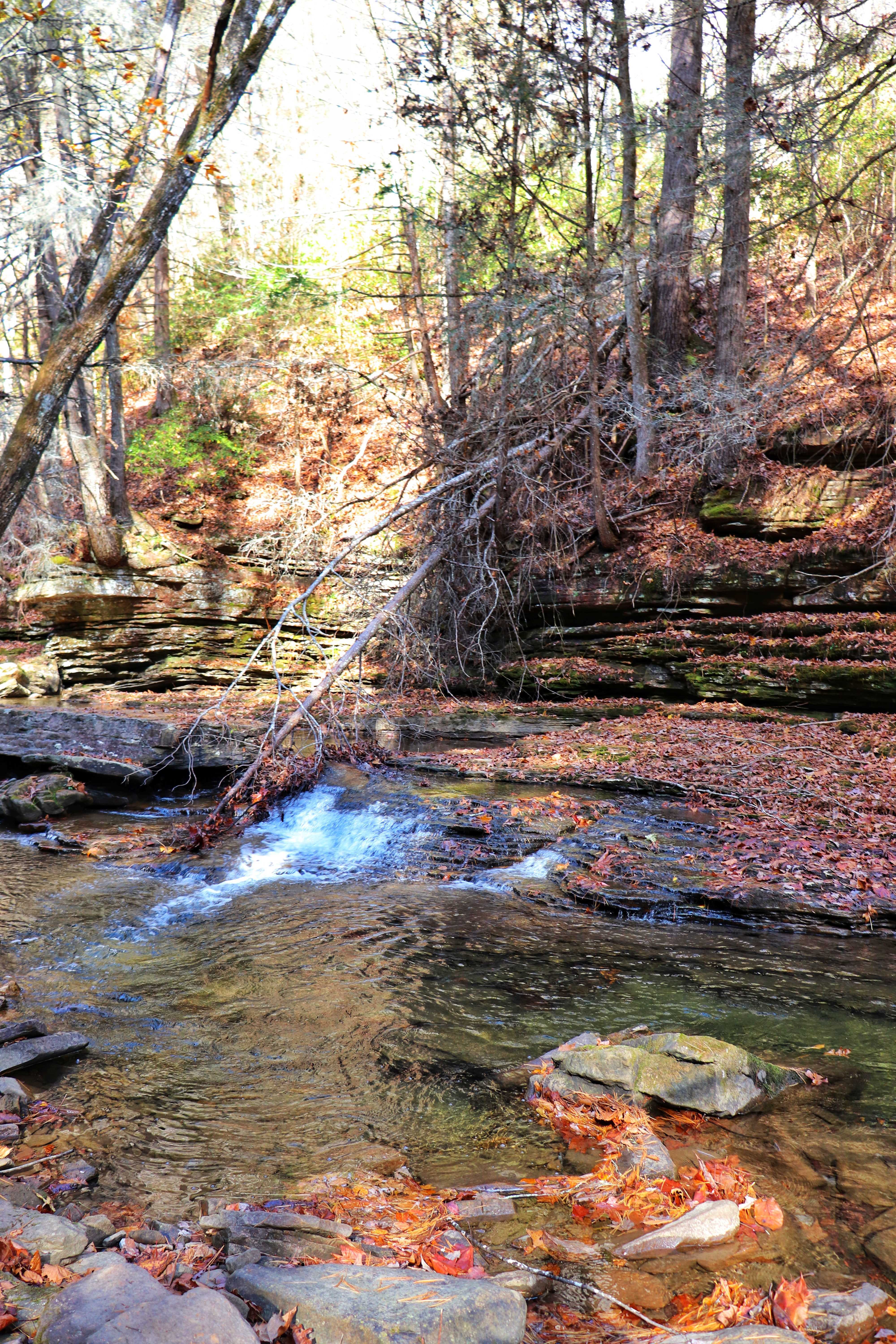 Newby Branch along the Cumberland Trail