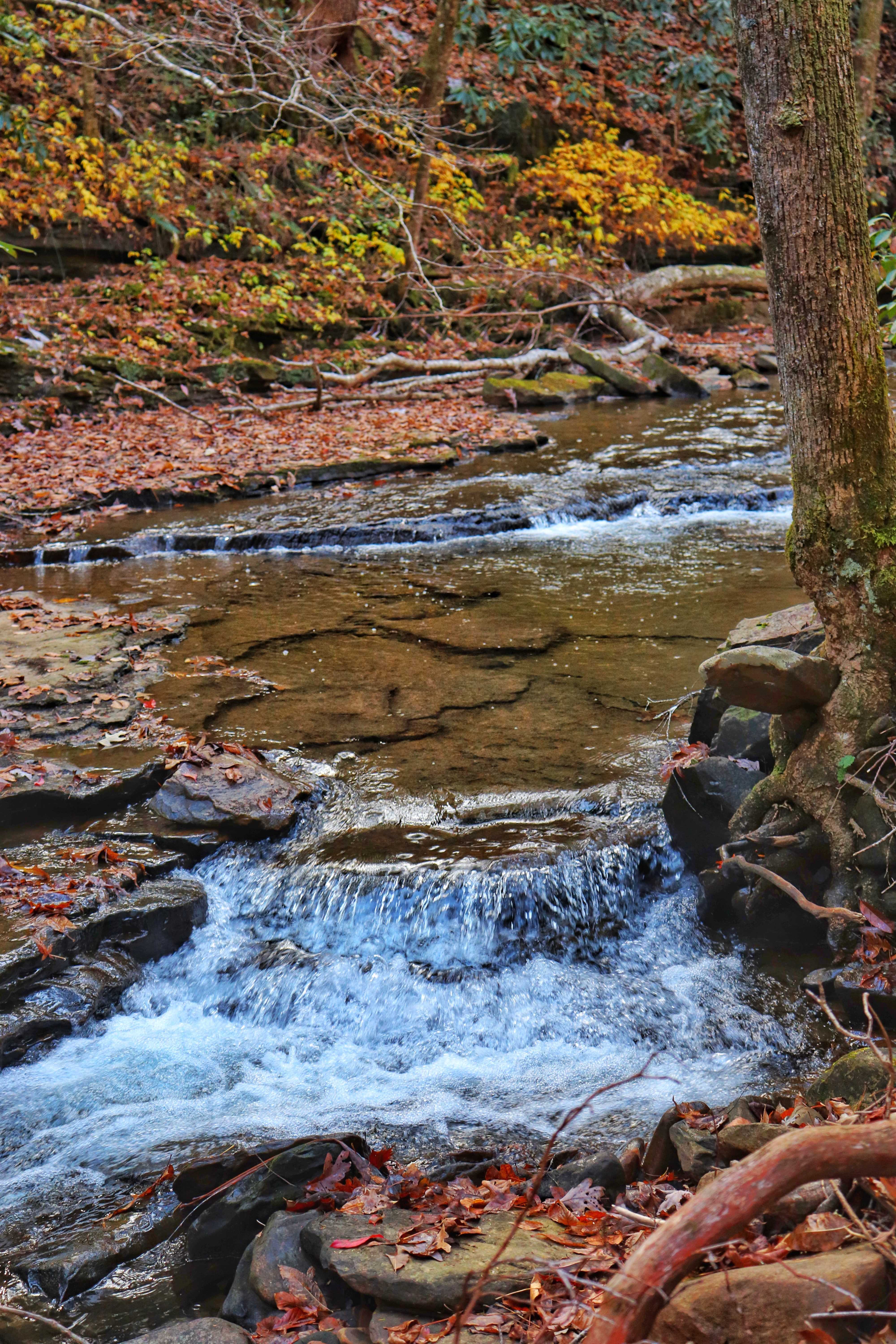 Newby Branch flowing next to the Cumberland Trail