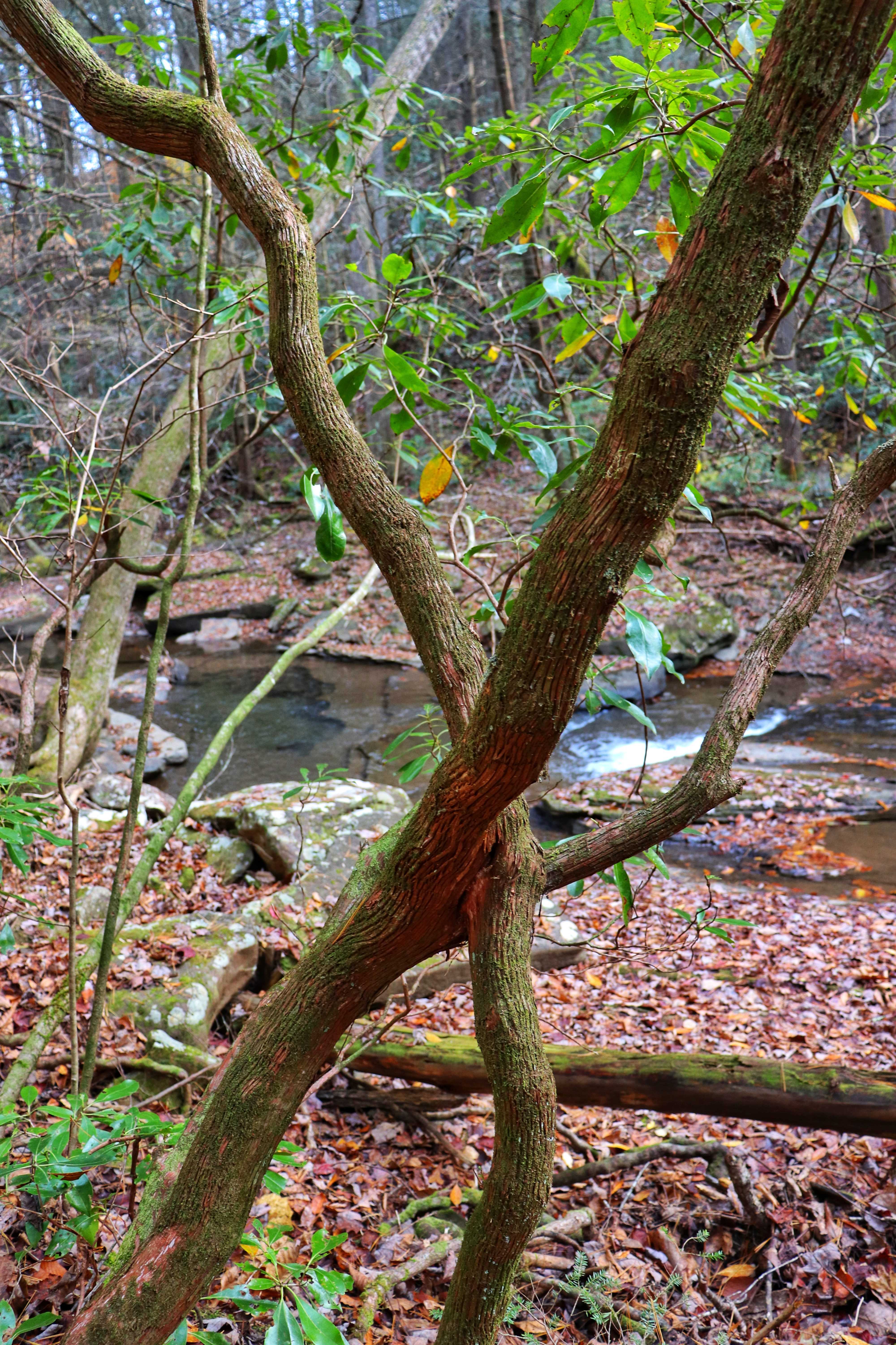 views of the creek from the Newby Branch hike