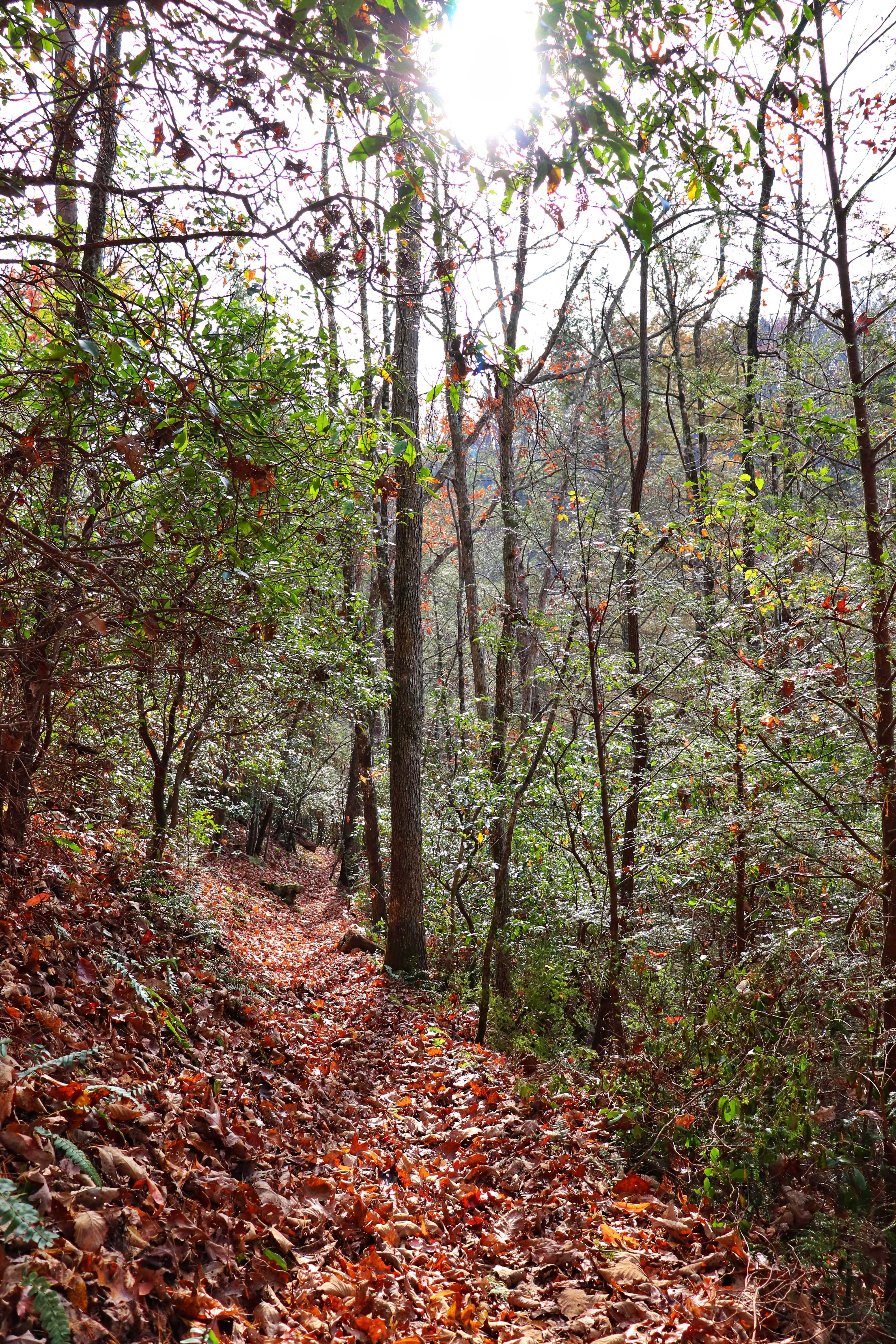 sun shining through the trees as the Cumberland Trail follows the ridgeline