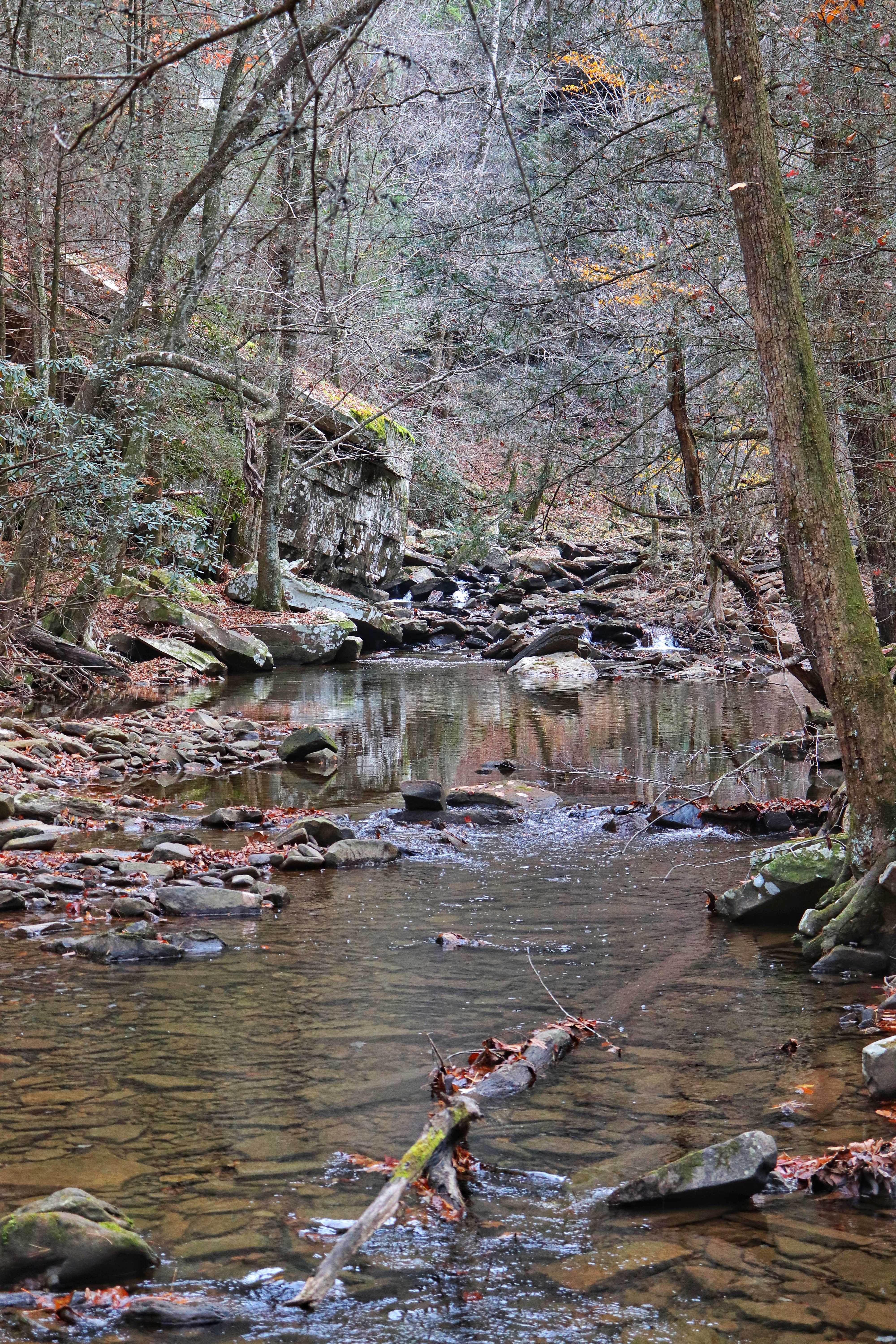 Newby Branch in front of Spider Den Bluff