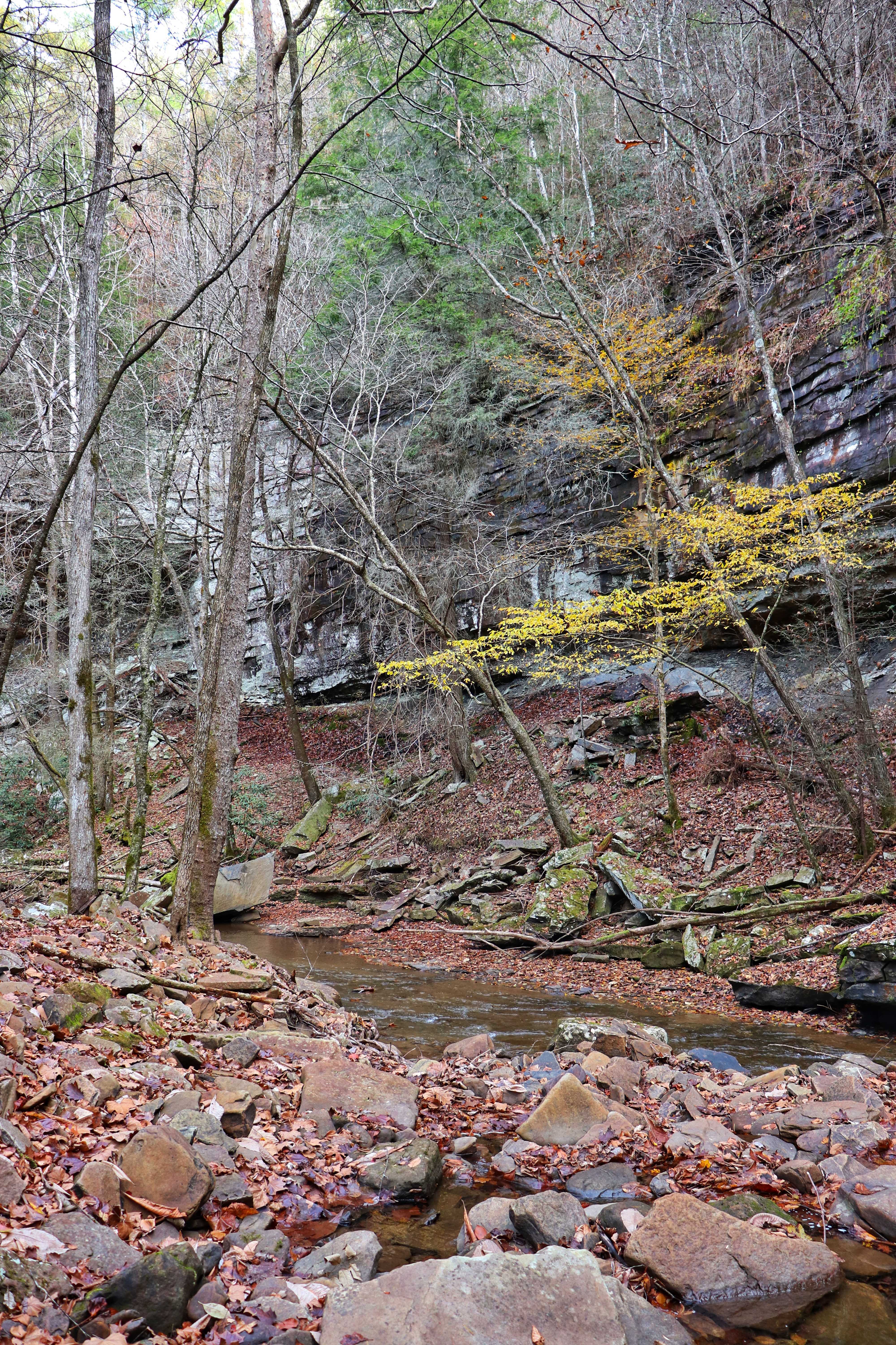 Newby Branch in front of Spider Den Bluff