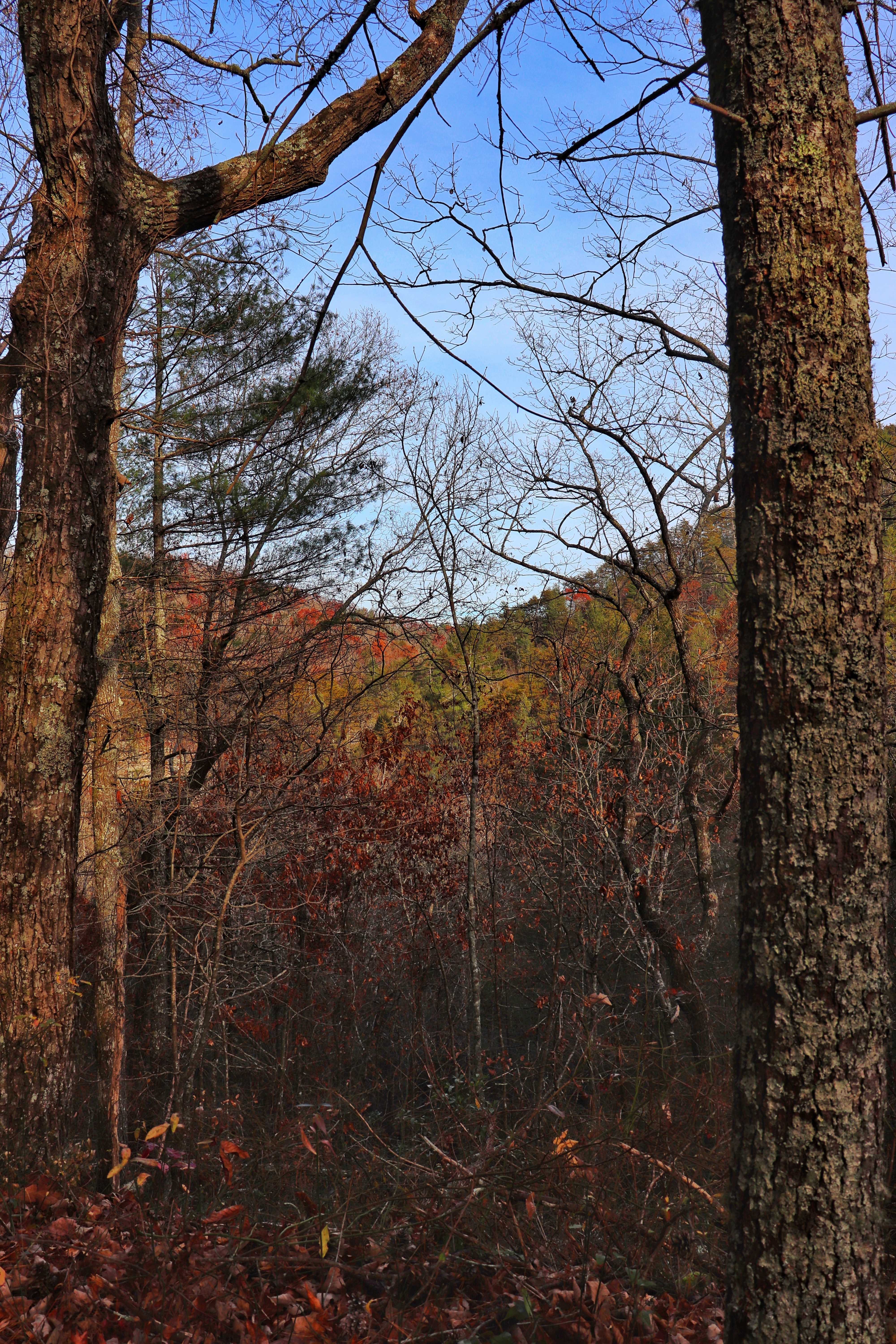 view from the Newby Branch hike on the Cumberland Trail