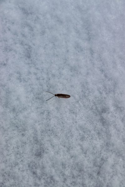 bug snow