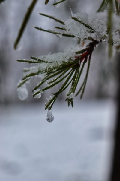 frozen rain