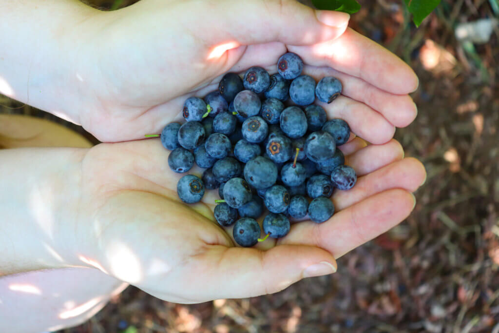 blueberry picking near chattanooga