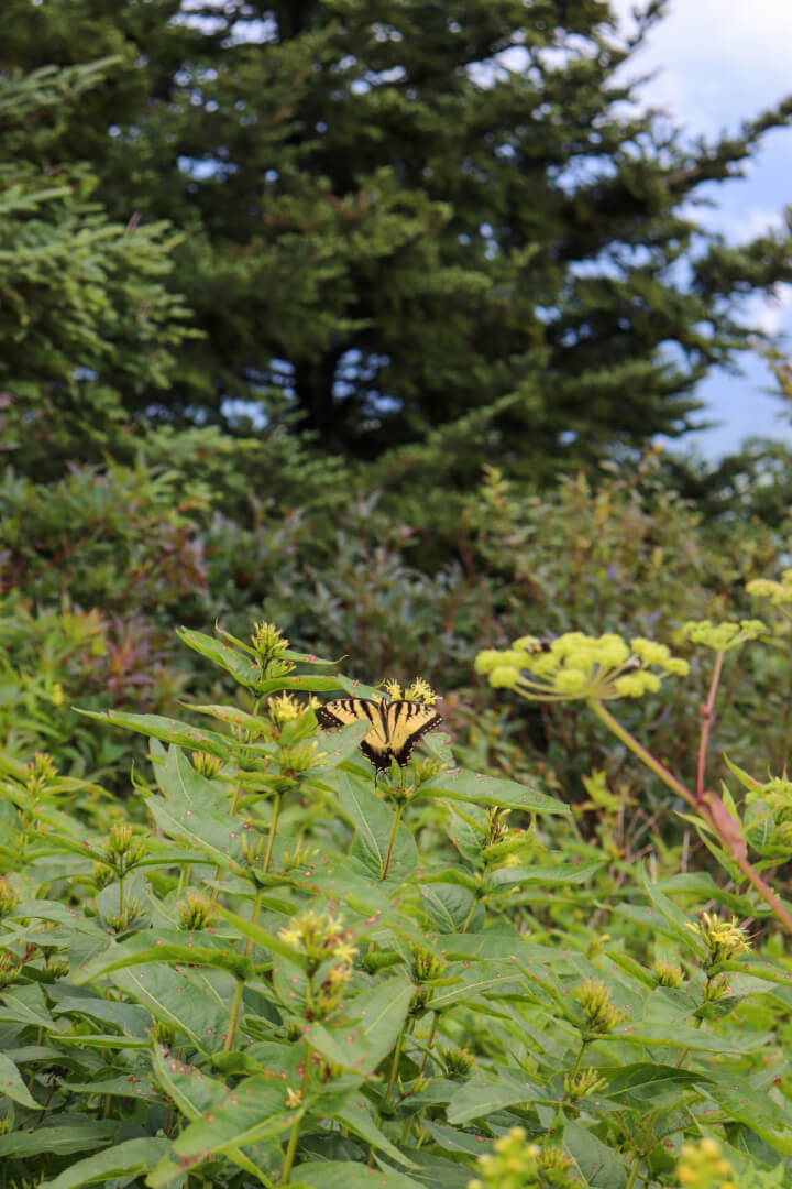 blue ridge insects