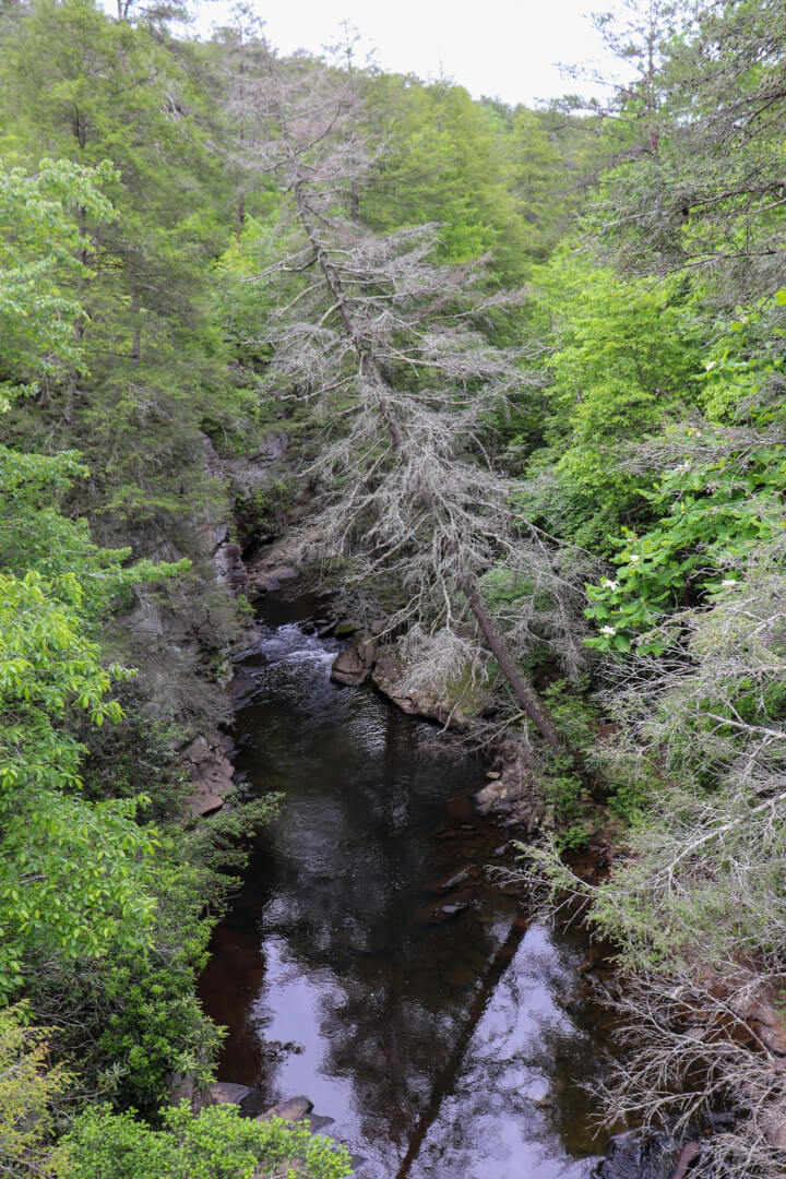 piney creek