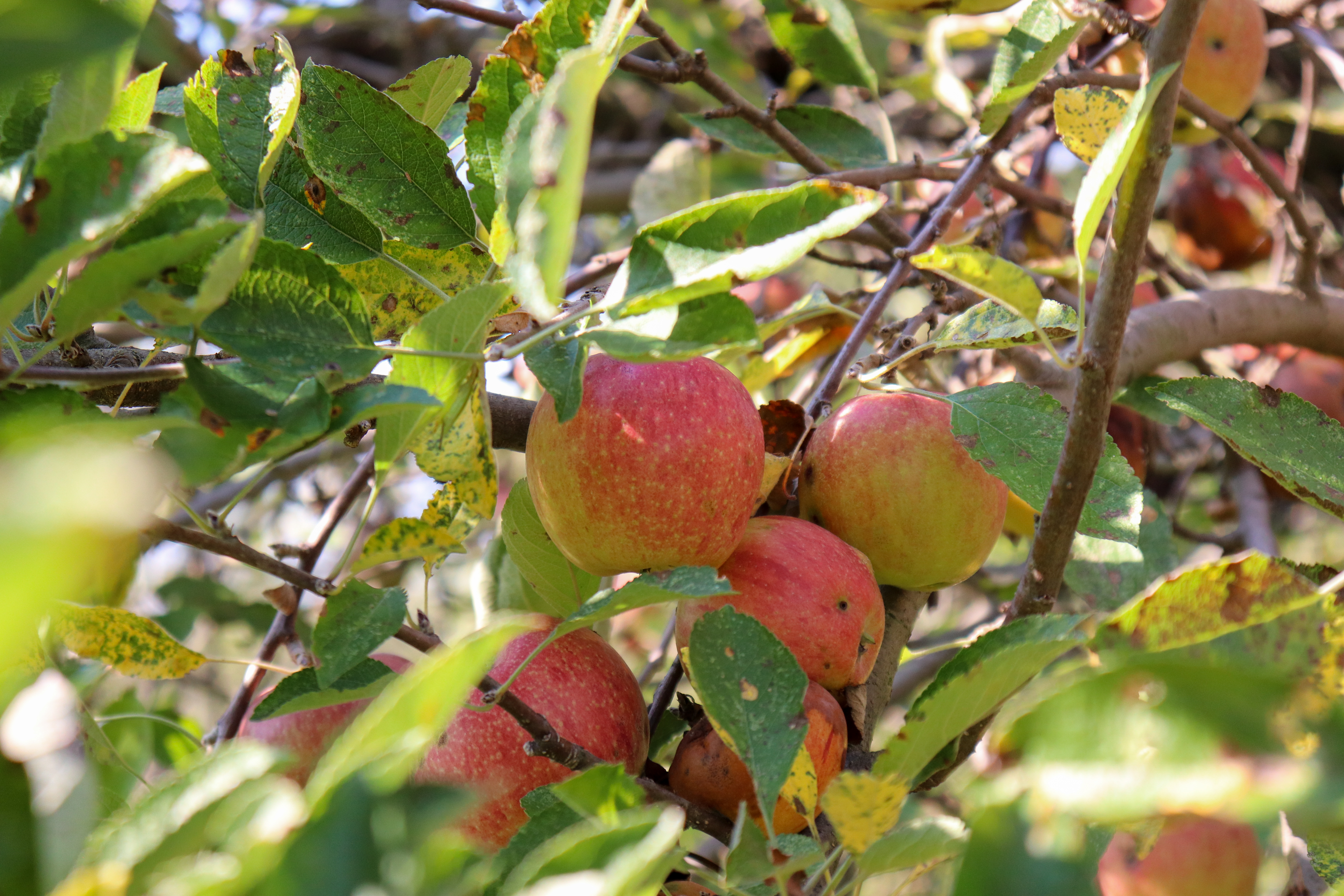Enjoy Apple Picking at Wheeler’s Orchard