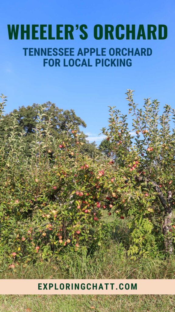 wheeler's orchard tennessee apple orchard for local picking