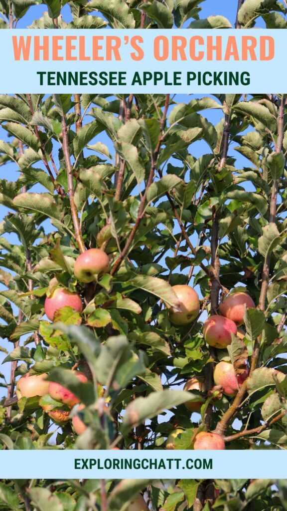 wheeler's orchard tennessee apple picking