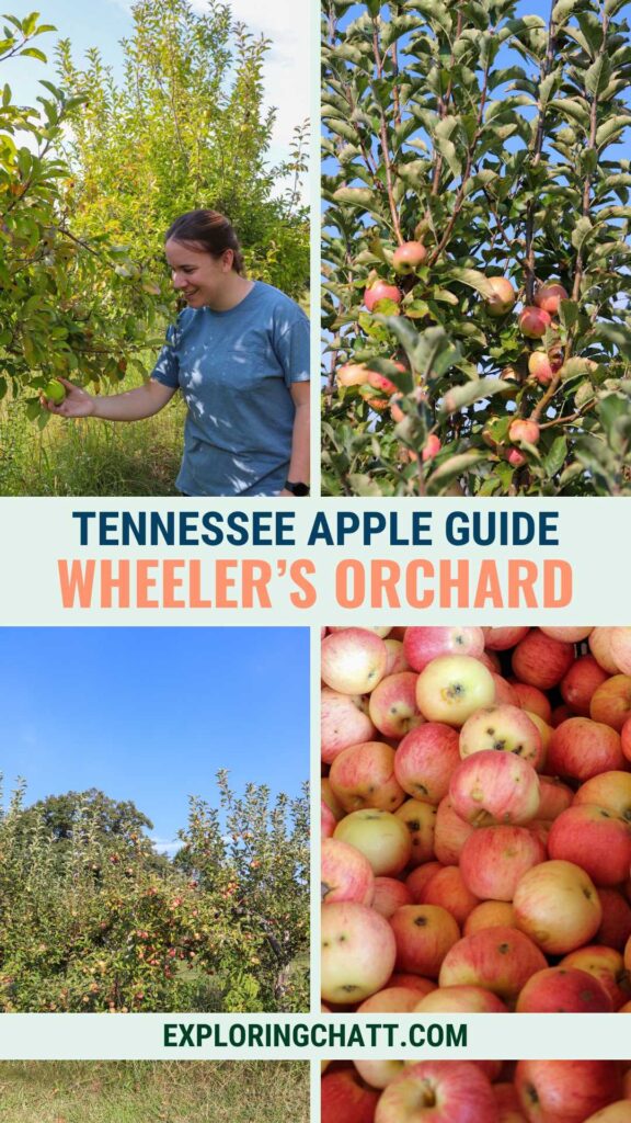 tennessee apple guide wheeler's orchard
