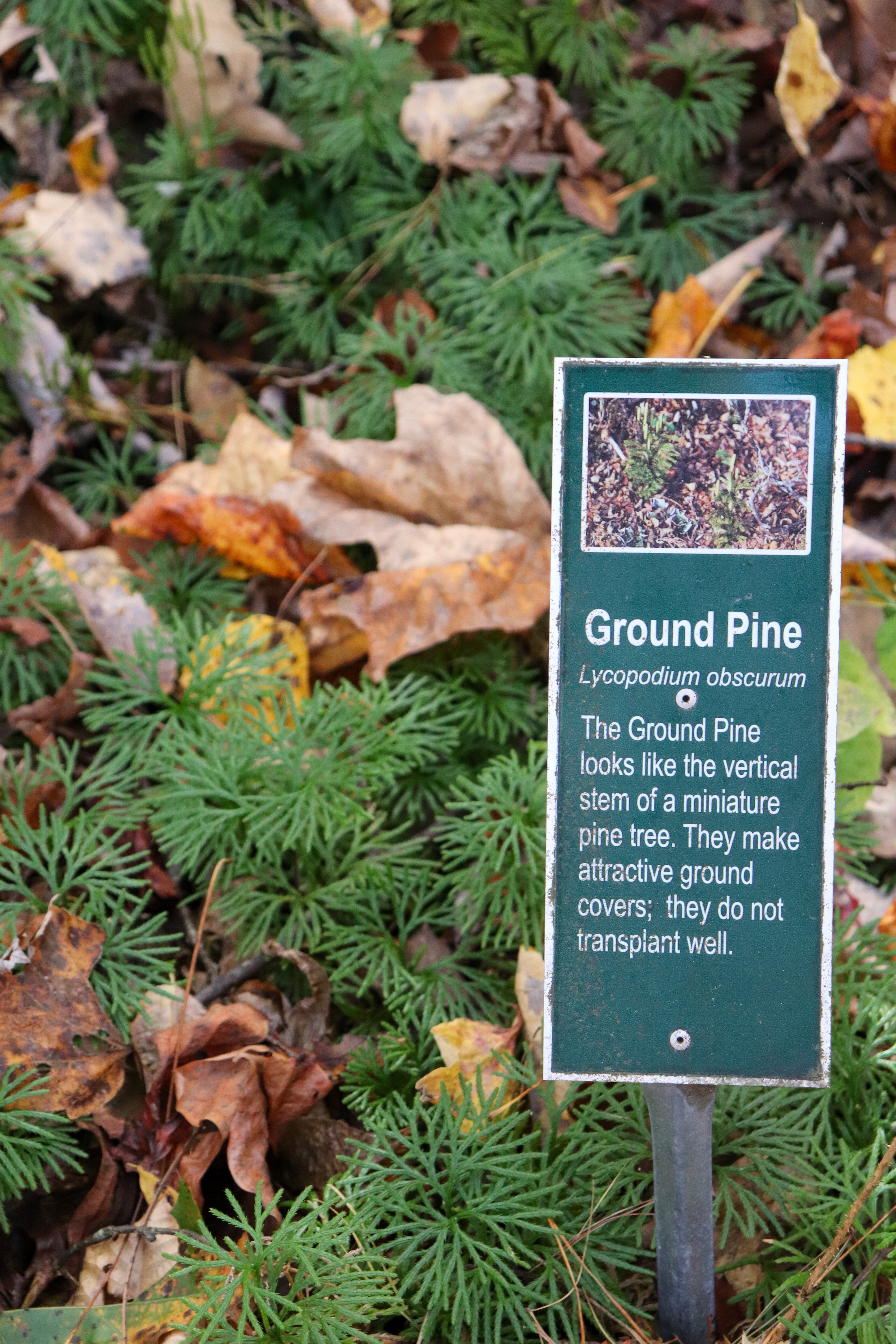 ground pine