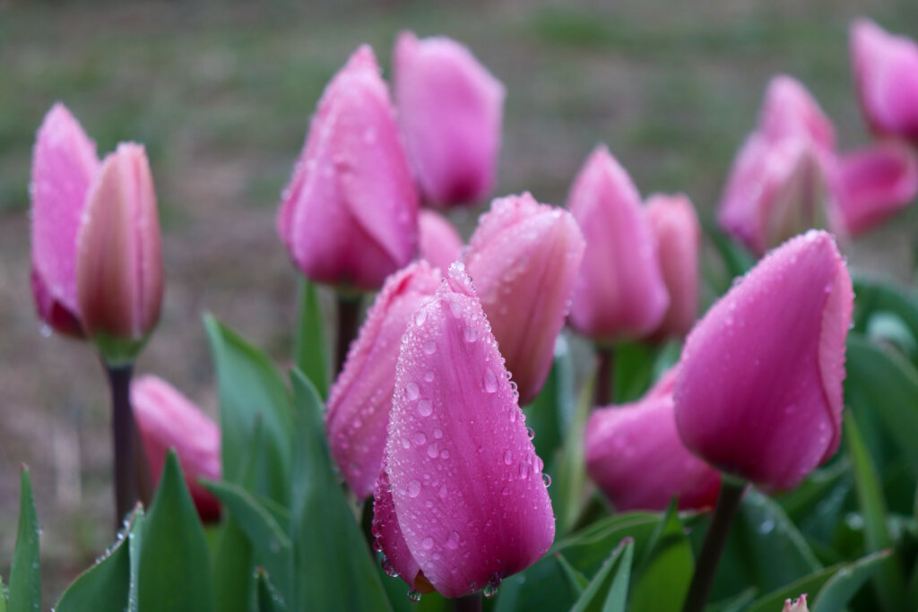 rain tulips