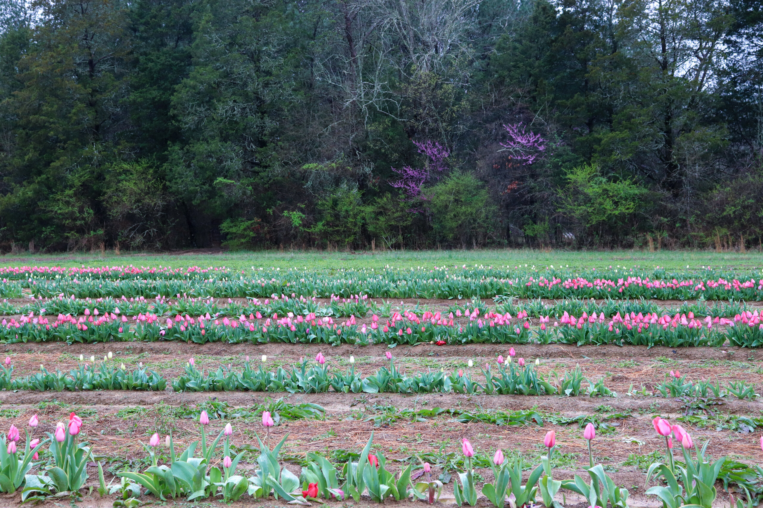 tulip field