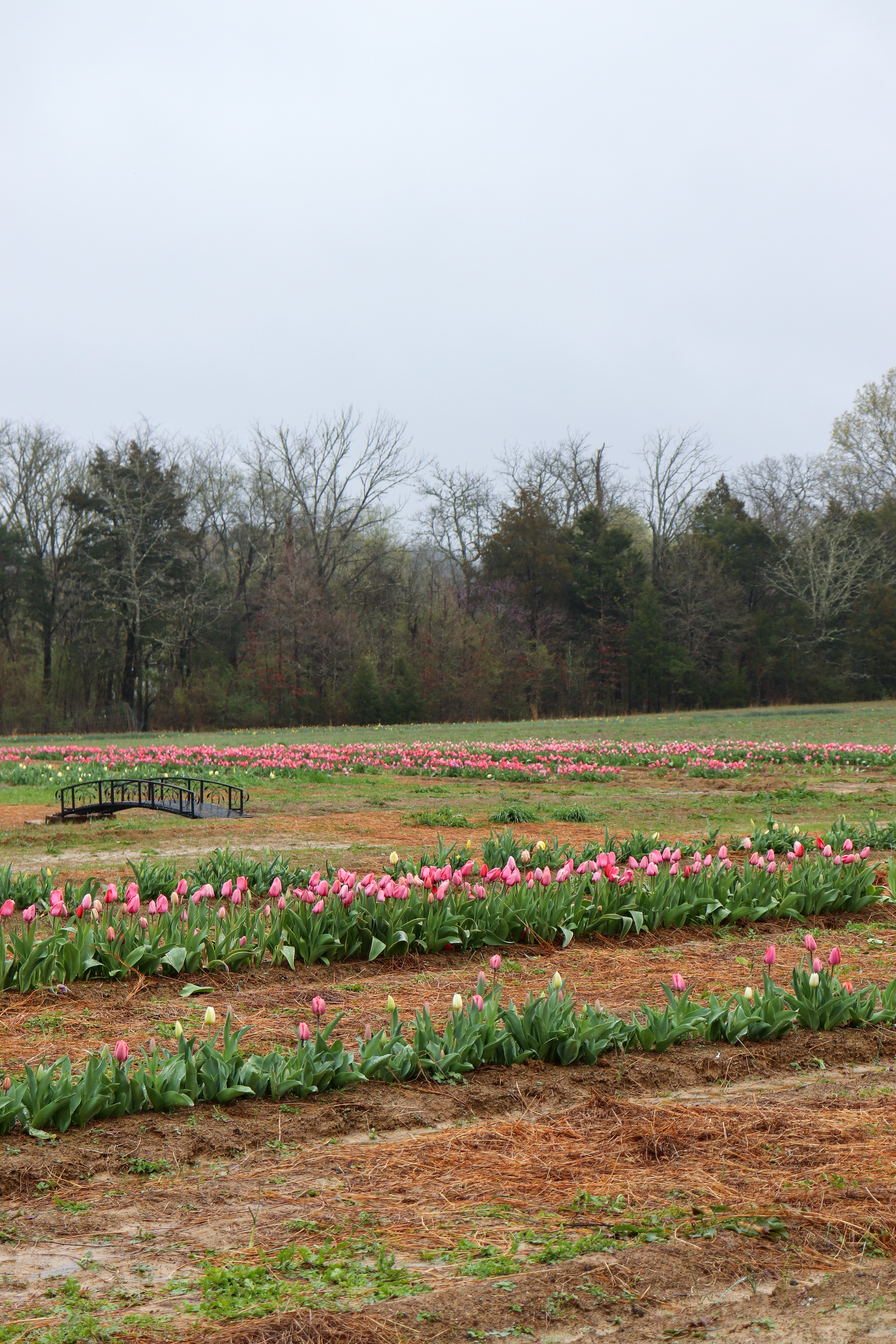 tulip farm