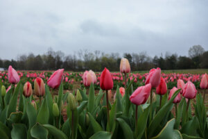 Read more about the article Go Tulip Picking at Lorenzen Flower Farm this Spring