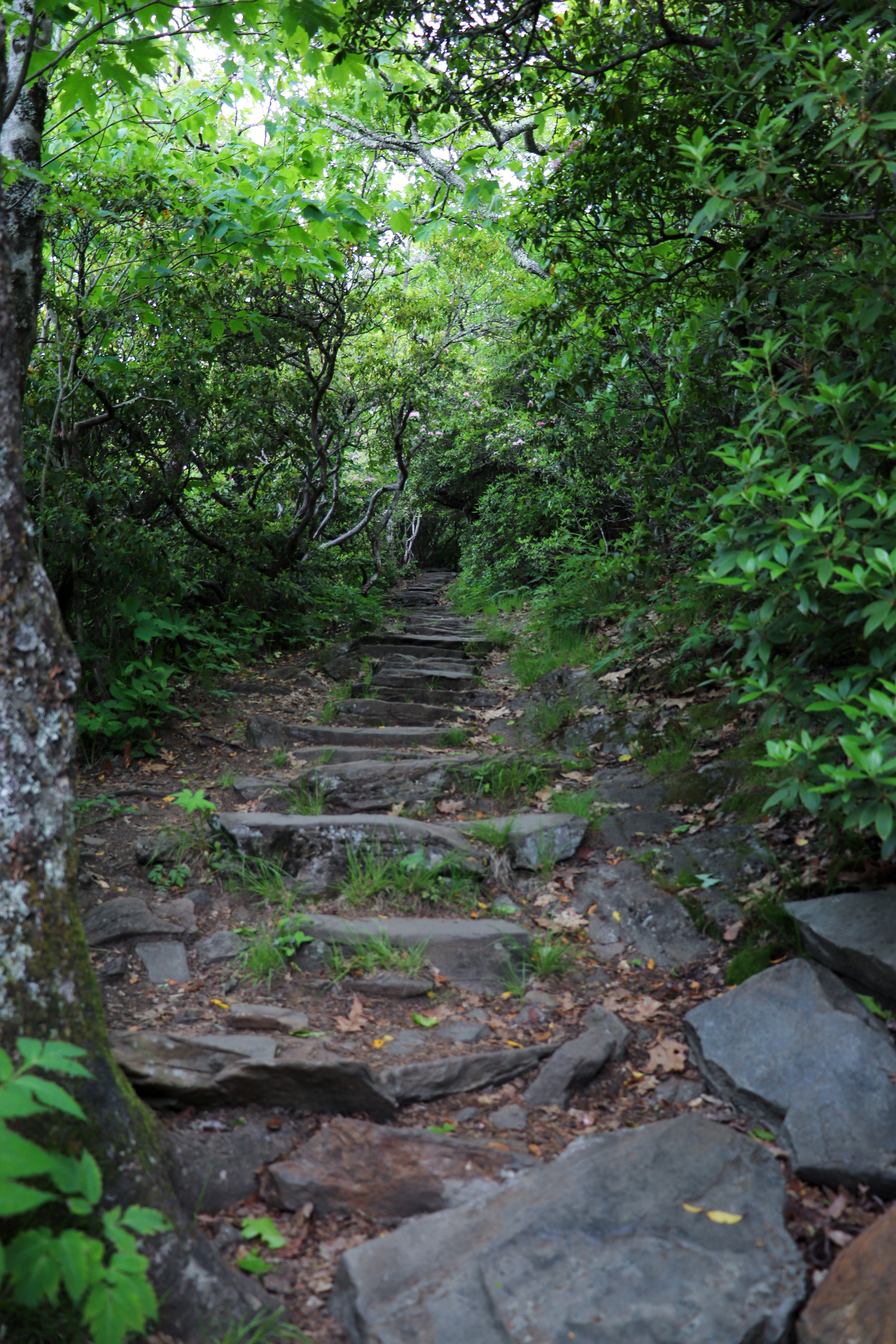 mount pisgah trail