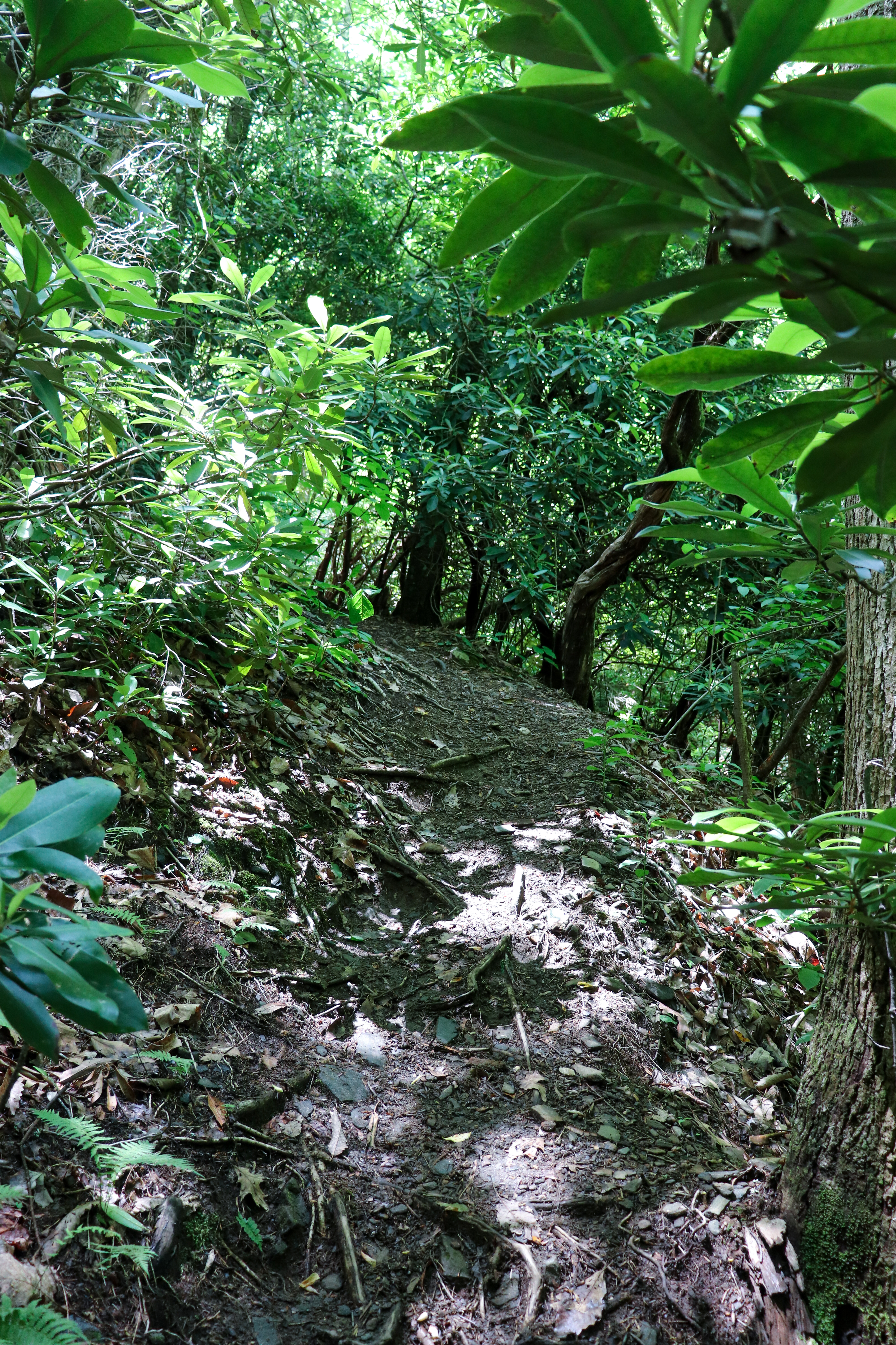 pisgah hiking trails