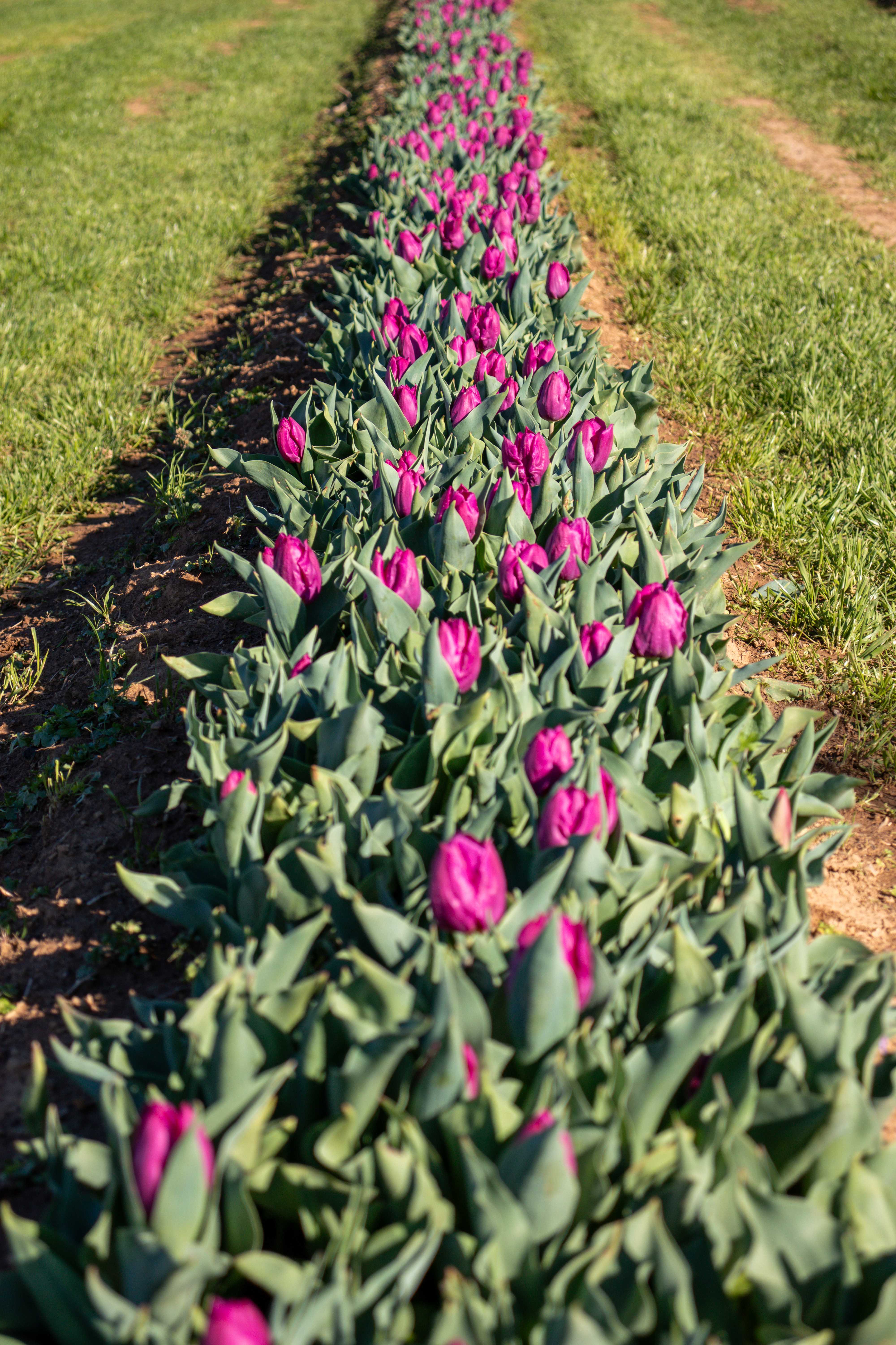 purple pink tulips in a row