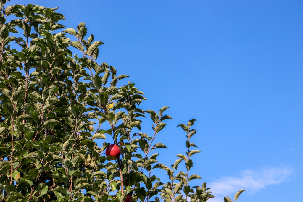 apple orchards chattanooga